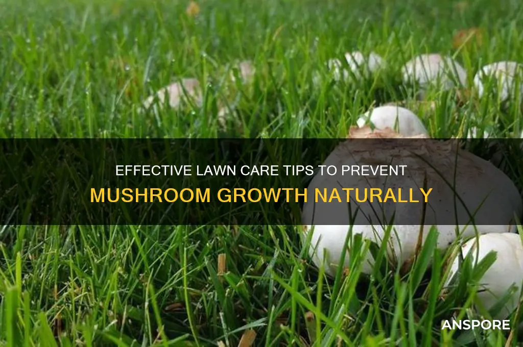 what to put on lawn to stop mushrooms from growing