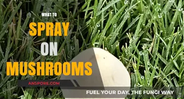 Effective Sprays to Keep Mushrooms Healthy and Happy