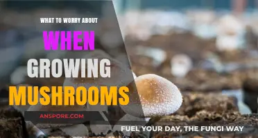 Mushroom Cultivation Concerns: Key Issues to Monitor for Healthy Growth