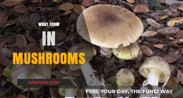 Mushroom Toxins: Understanding the Poisonous Varieties
