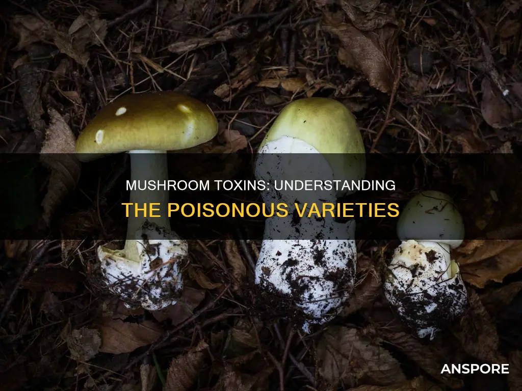 what toxin in mushrooms