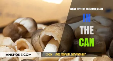 Unveiling the Mystery: What Type of Mushrooms Are in the Can?