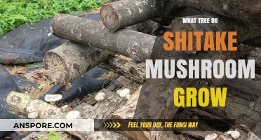 Shitake Mushrooms' Natural Habitat: The Oak and Other Host Trees