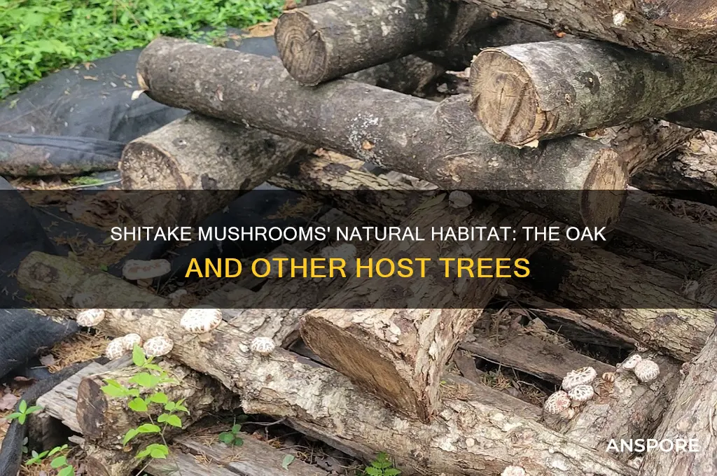 what tree do shitake mushrooms grow