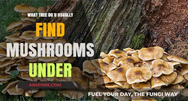 Where Mushrooms Thrive: Identifying Trees That Commonly Host Fungal Growth