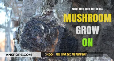 Chaga Mushroom's Preferred Host: Birch Trees and Their Unique Bond