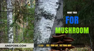 Mushroom Cultivation: Choosing the Right Tree Companion