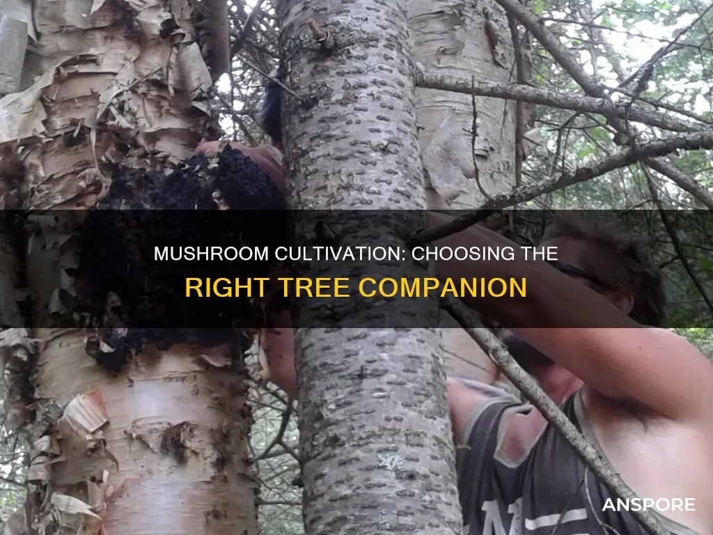 what tree for mushroom