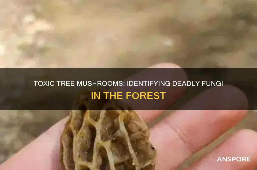 what tree mushrooms are poison