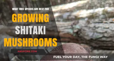 Top Tree Species for Cultivating Delicious Shiitake Mushrooms