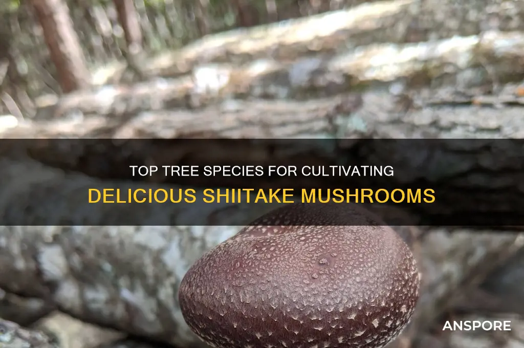 what tree species are best for growing shitaki mushrooms