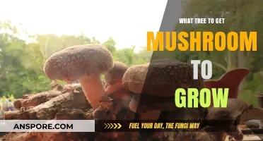 Best Trees for Growing Mushrooms: A Guide to Mycorrhizal Partnerships