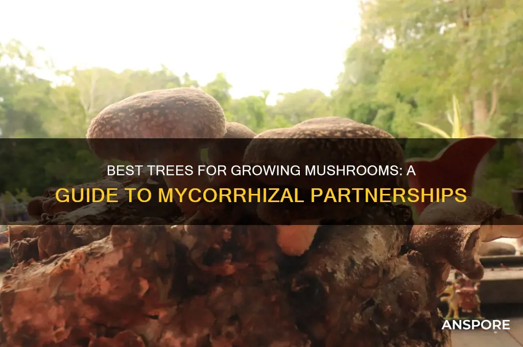 what tree to get mushrooms to grow