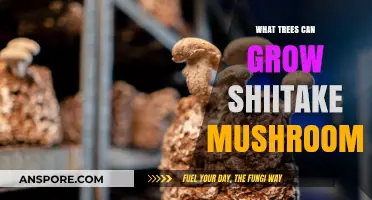 Best Trees for Growing Shiitake Mushrooms: A Comprehensive Guide