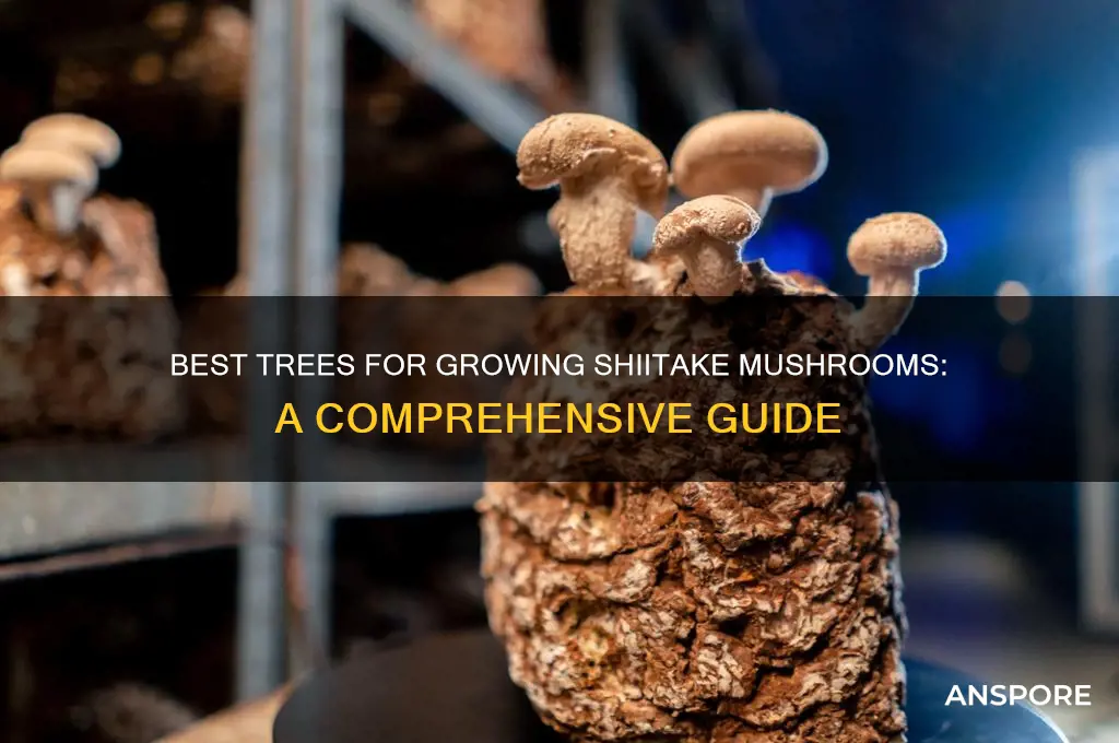 what trees can grow shiitake mushrooms