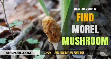 Discovering Morel Mushrooms: Trees That Attract These Elusive Fungi