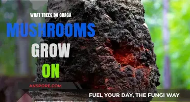 Discover the Preferred Trees for Chaga Mushroom Growth in Nature