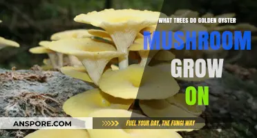 Golden Oyster Mushrooms: Preferred Tree Hosts for Optimal Growth
