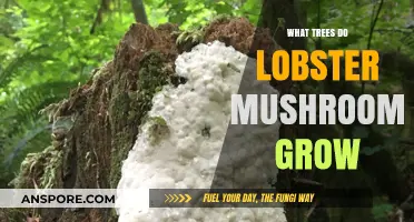 Where Lobster Mushrooms Thrive: Unveiling Their Preferred Tree Habitats