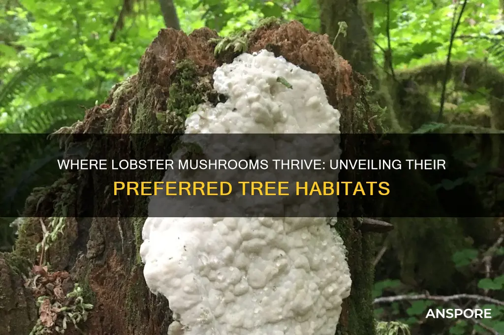 what trees do lobster mushrooms grow