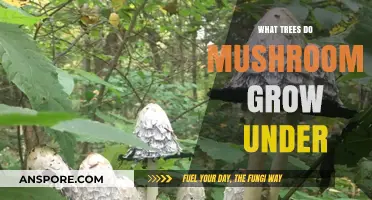 Discovering the Best Trees for Mushroom Growth: A Comprehensive Guide