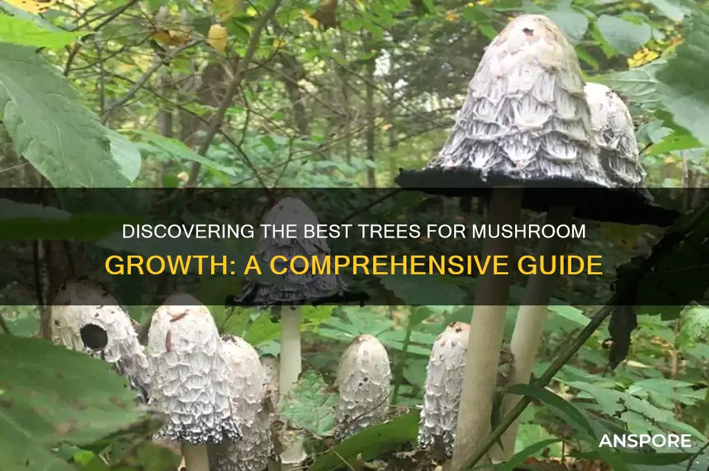 what trees do mushrooms grow under