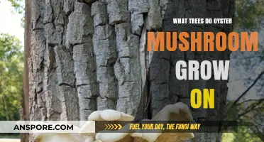 Discovering the Best Trees for Oyster Mushrooms to Thrive On