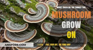 Turkey Tail Mushrooms: Preferred Tree Hosts and Growth Habits Explained