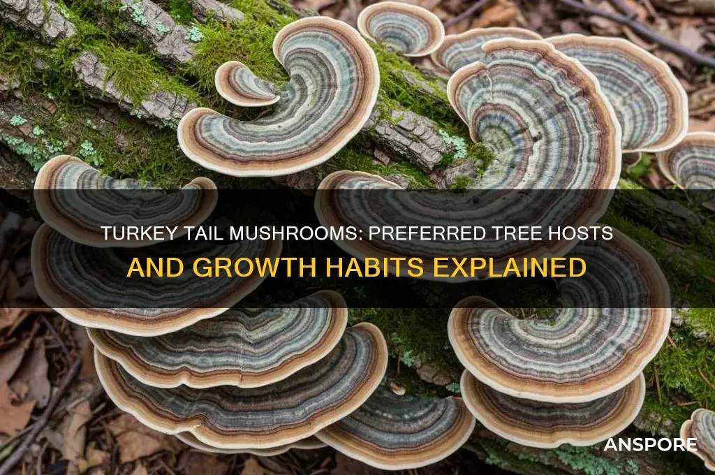 what trees do the turkey tail mushroom grow on