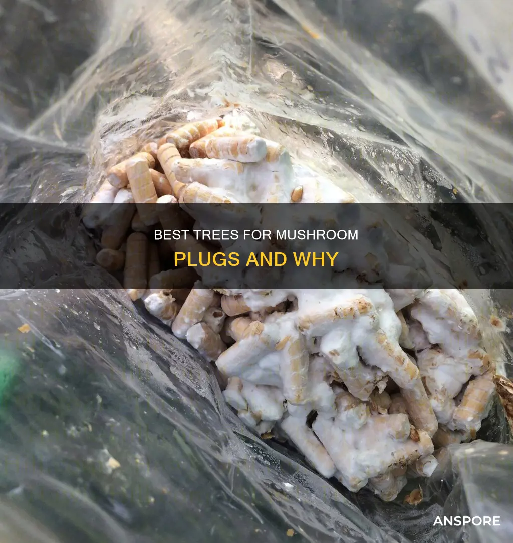 what trees for mushroom plugs