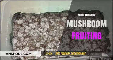 Mushroom Fruiting: Unlocking the Secrets of Triggering Growth