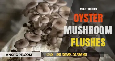 How to Trigger Oyster Mushroom Flushes