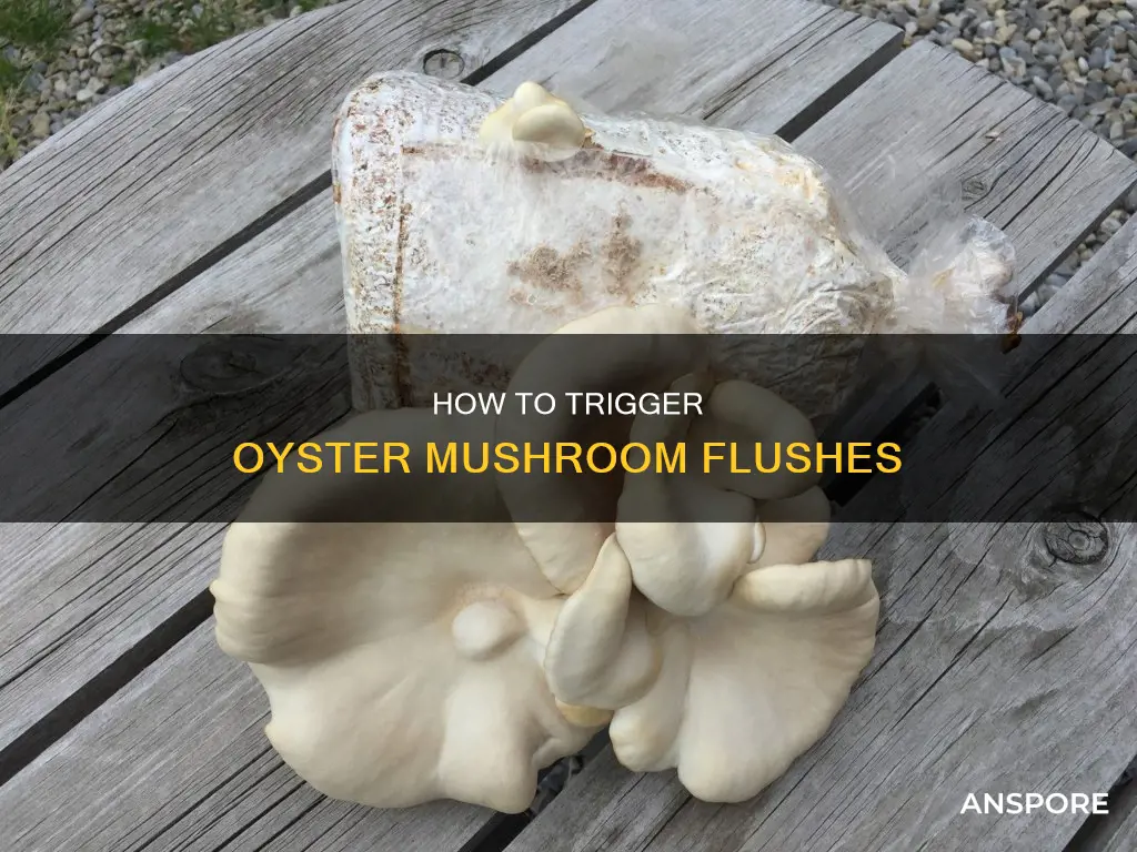what triggers oyster mushroom flushes