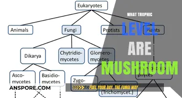 Mushrooms: Nature's Decomposers and Their Trophic Level