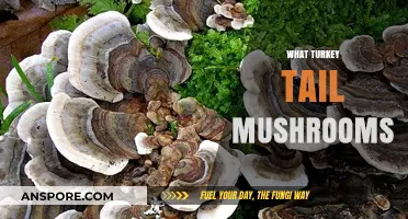Turkey Tail Mushrooms: Nature's Immune-Boosting Superfood