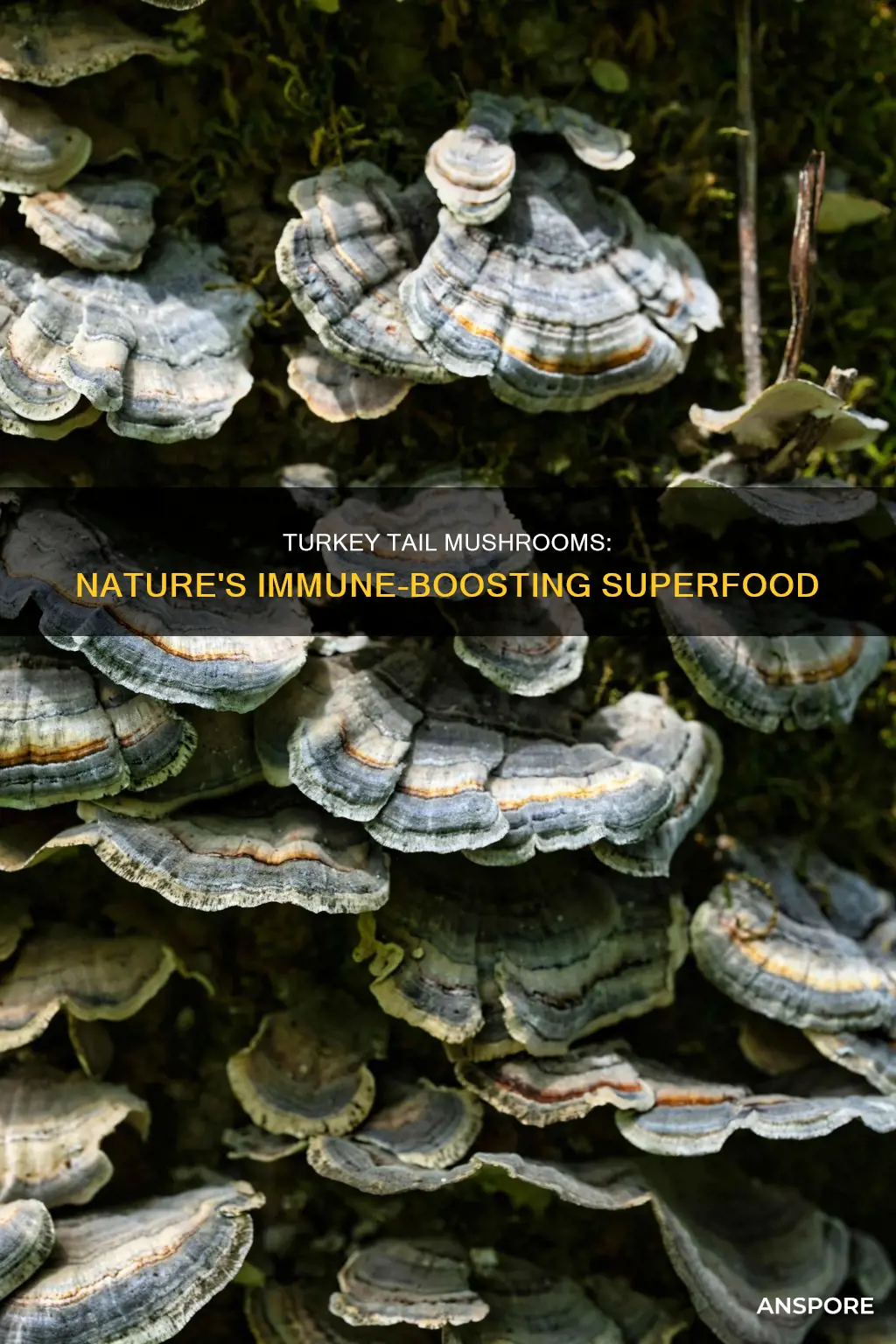 what turkey tail mushrooms