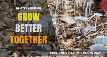 Pairing Mushrooms for Optimal Growth: Best Companion Combinations