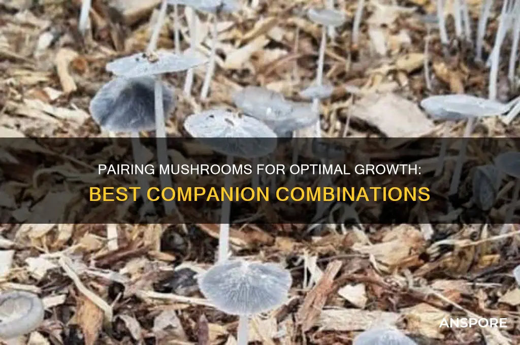 what two mushrooms grow better together