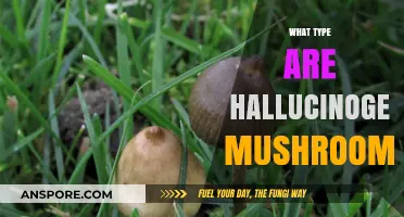 Understanding the World of Hallucinogenic Mushrooms