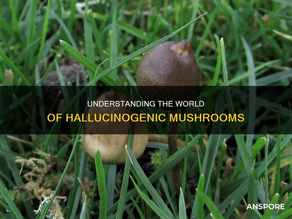 what type are hallucinogenci mushrooms