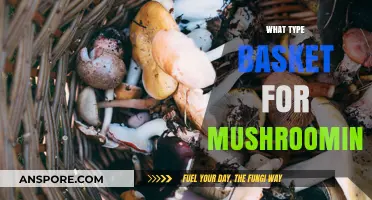 Best Baskets for Mushrooming: Picking the Perfect Companion