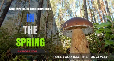 Spring's Bolete Bounty: Discovering Early-Season Mushroom Varieties
