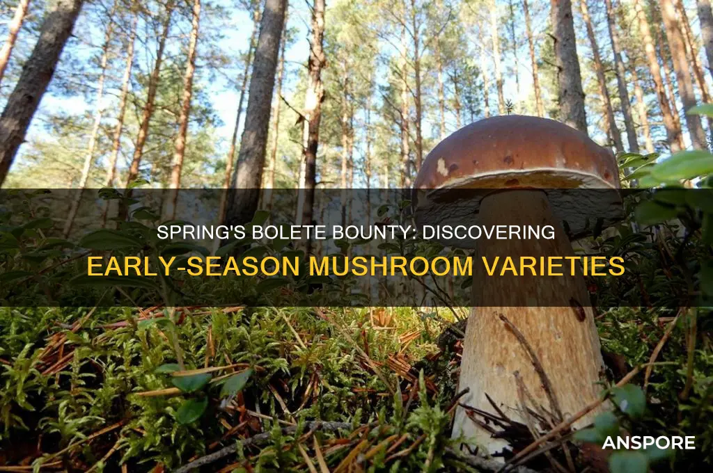 what type bolete mushrooms grow in the spring