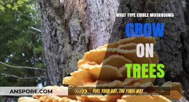 Tree-Dwelling Delicacies: Exploring Edible Mushrooms That Thrive on Trees