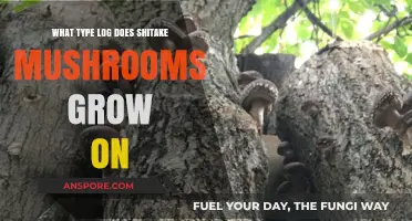 Shitake Mushrooms' Preferred Log Types: A Comprehensive Growth Guide