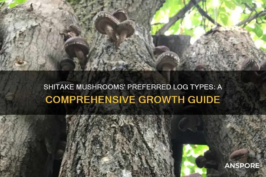 what type log does shitake mushrooms grow on