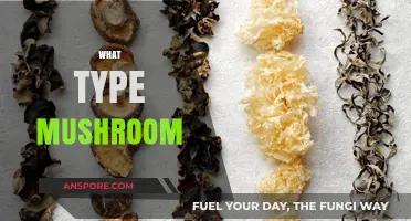 Mushroom Varieties: Know Your Funghi