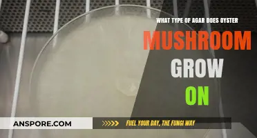 Best Agar Types for Growing Oyster Mushrooms at Home
