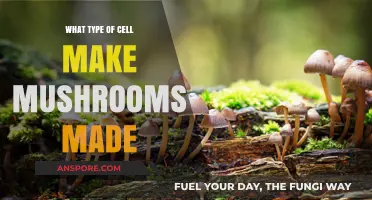 Unveiling the Cellular Structure: What Type of Cells Make Mushrooms?