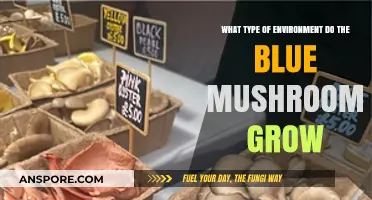 Where Do Blue Mushrooms Thrive: Ideal Environments for Their Growth